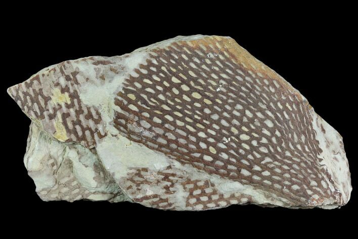 Ordovician Graptolite (Araneograptus) Plate - Morocco #126418